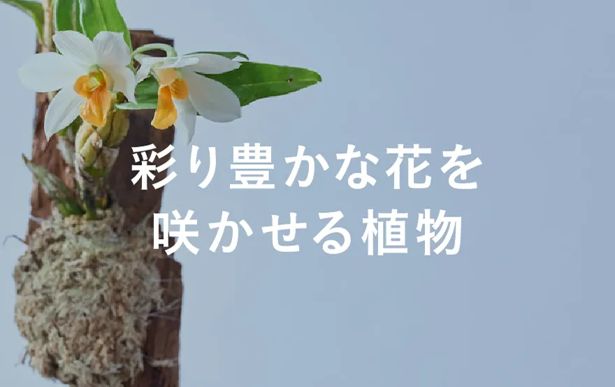 きれいなお花が魅力