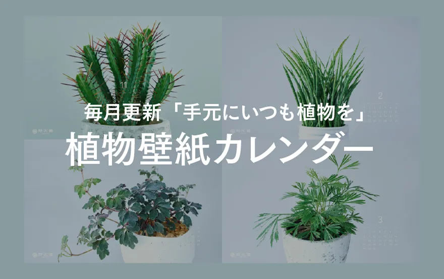 壁紙ダウンロード