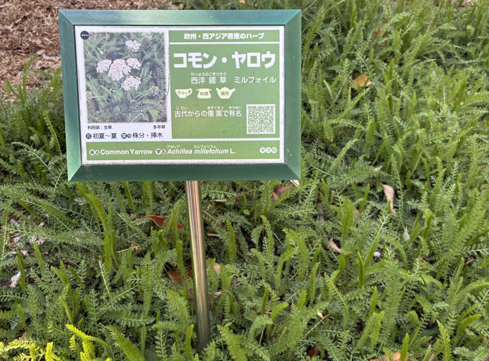 コモンヤロウ 野沢園ブログ 神戸研修出張 ハーブ園