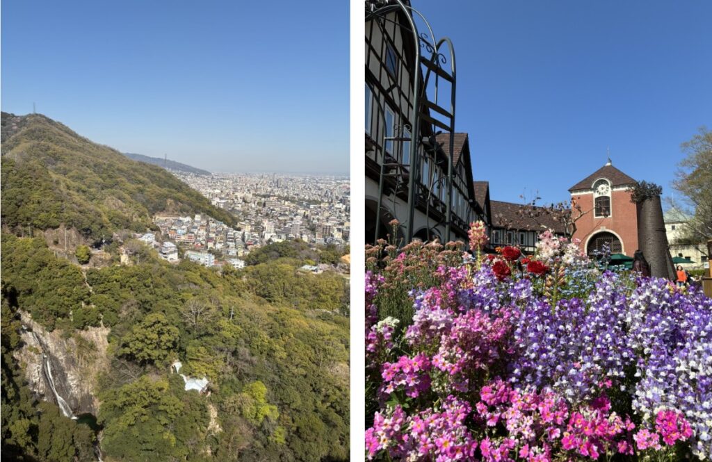 ラムズ・イヤー 野沢園ブログ 神戸研修出張 ハーブ園