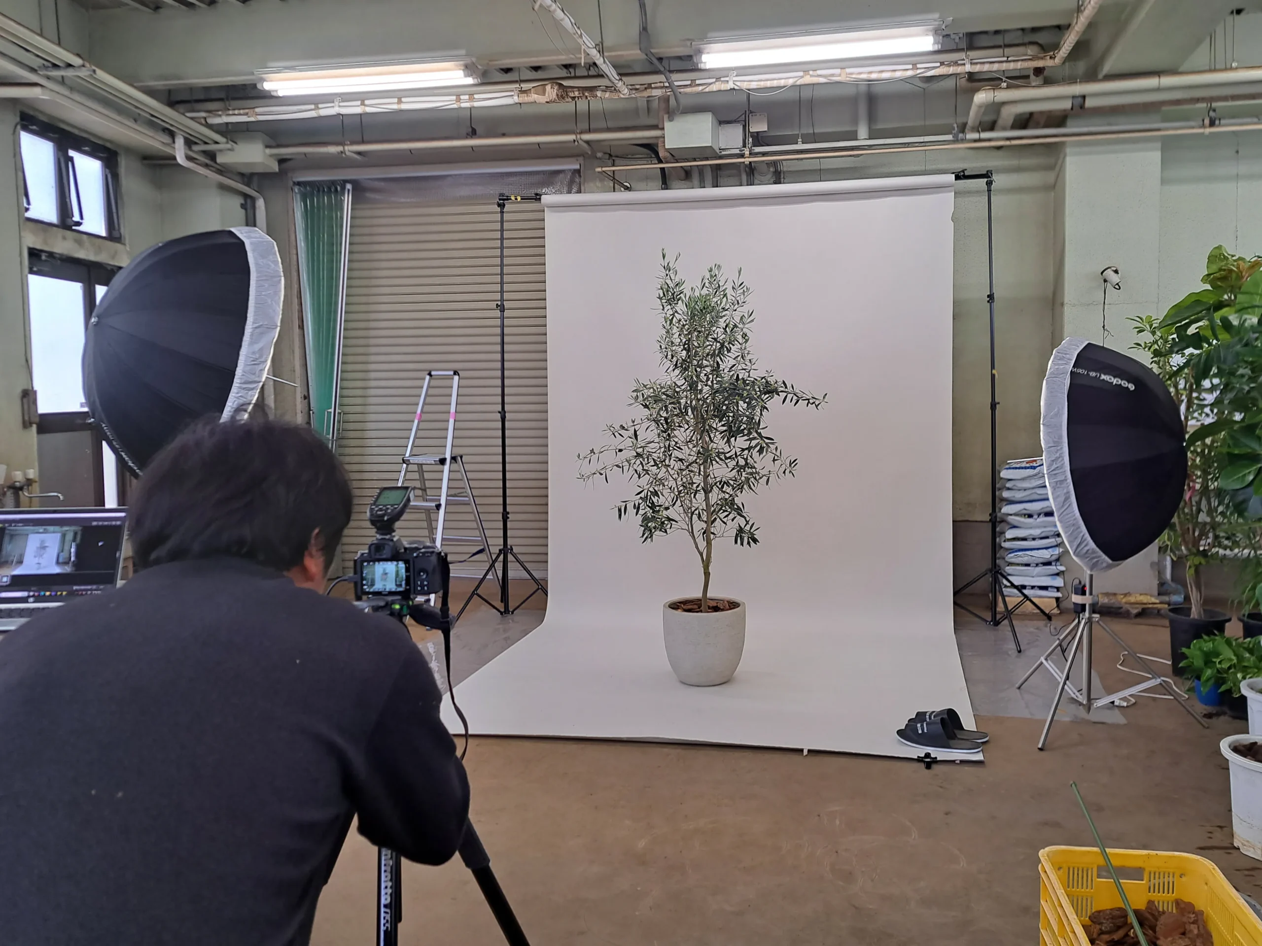 野沢園ブログ　植物図鑑撮影風景