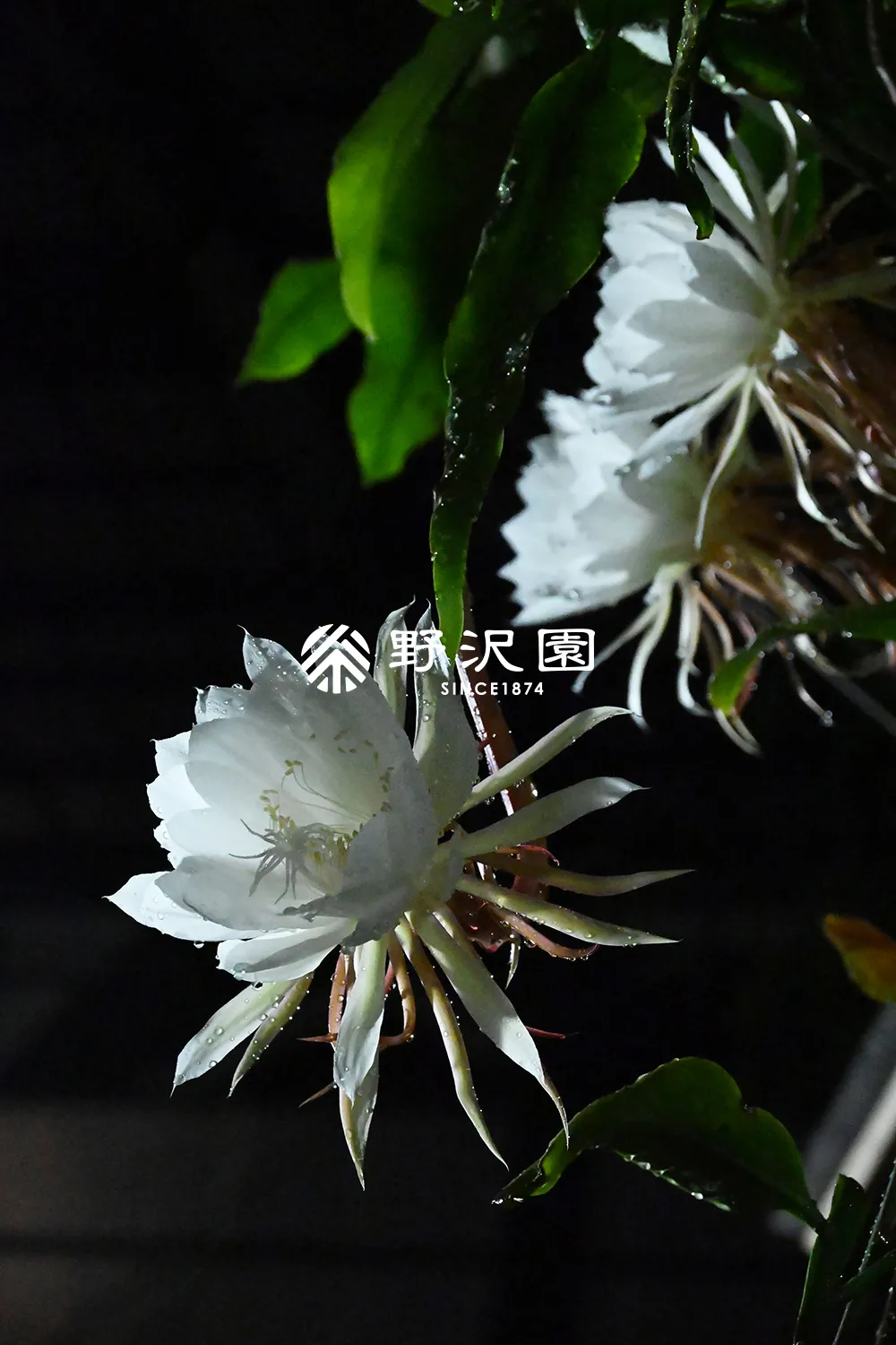 月下美人（ゲッカビジン）