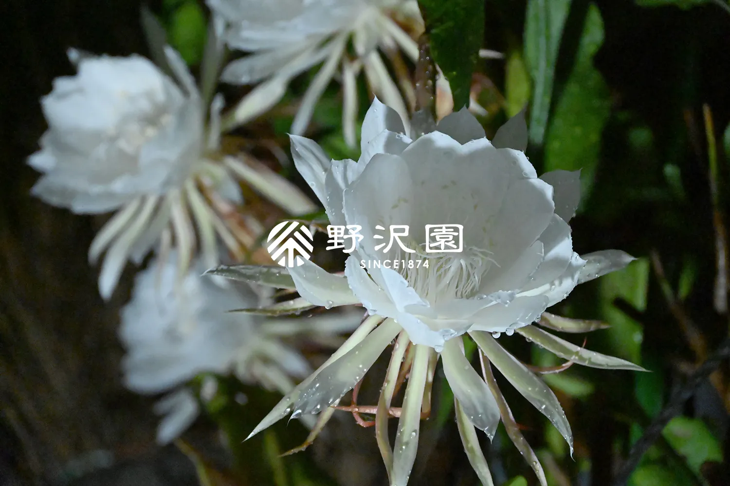 月下美人（ゲッカビジン）