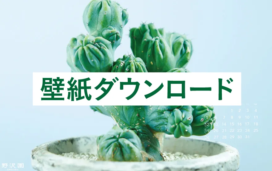 壁紙ダウンロード