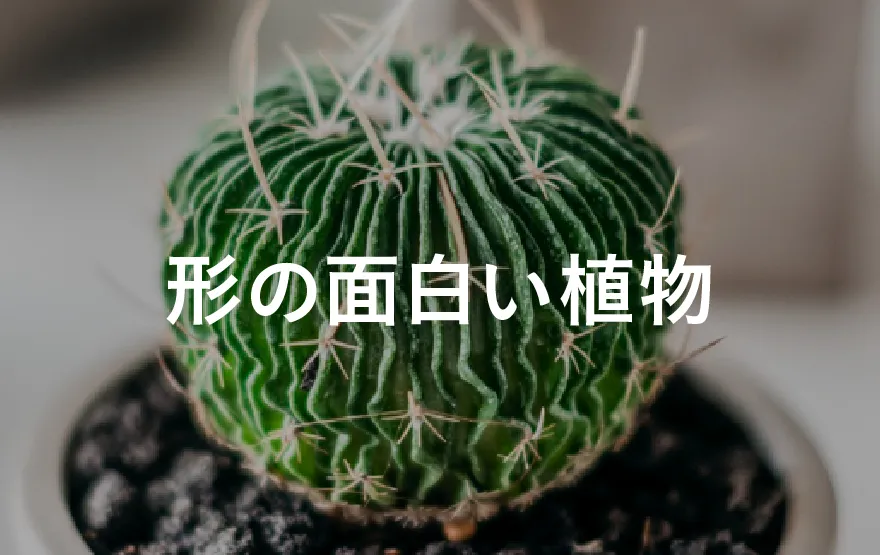 bizarre-plants