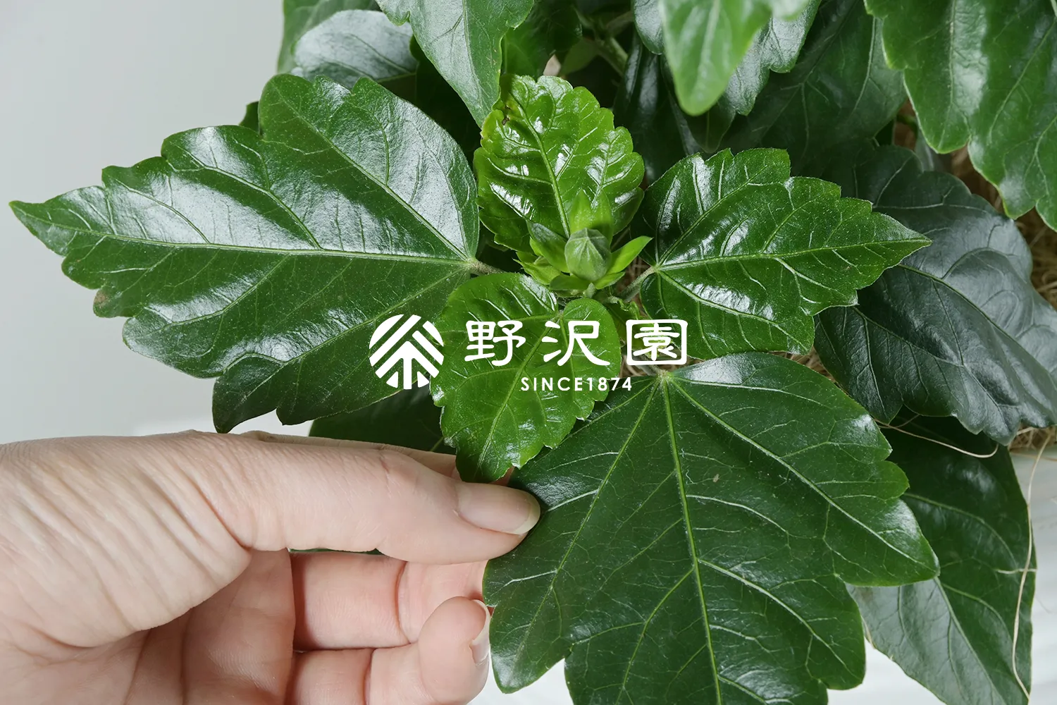 ハイビスカス