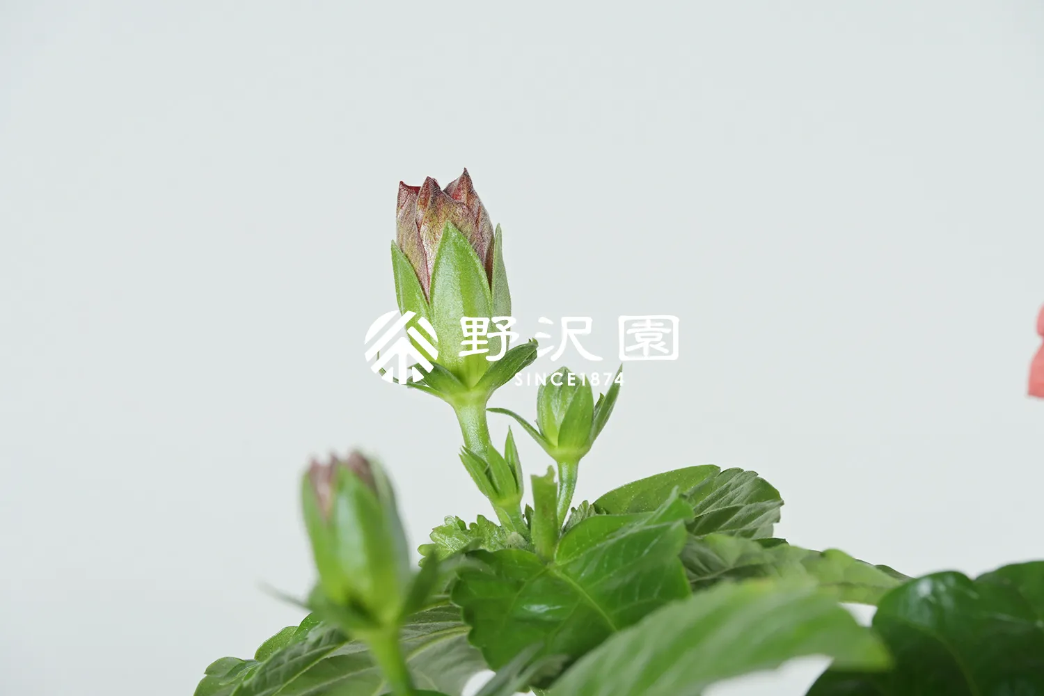 ハイビスカス