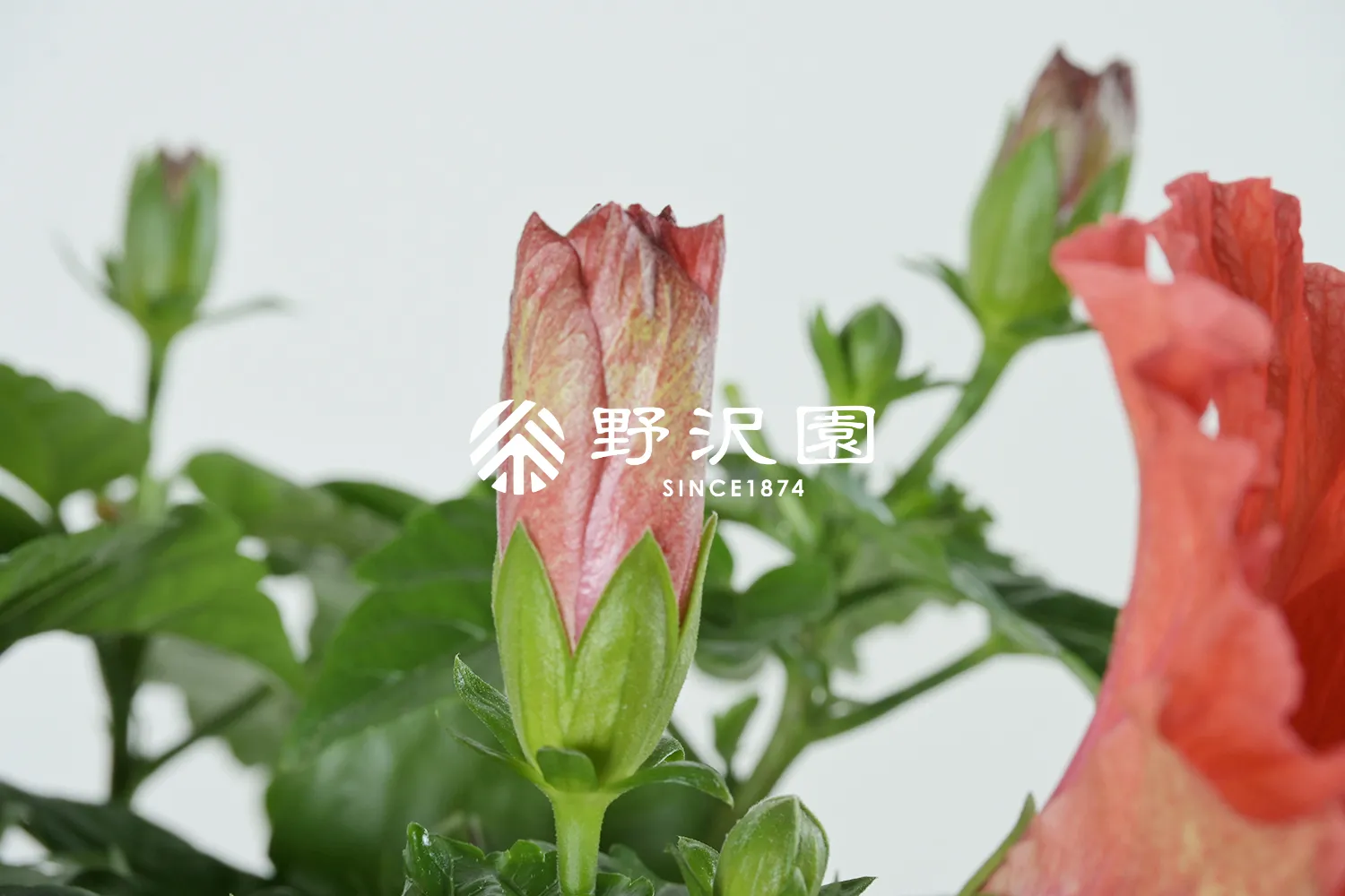 ハイビスカス