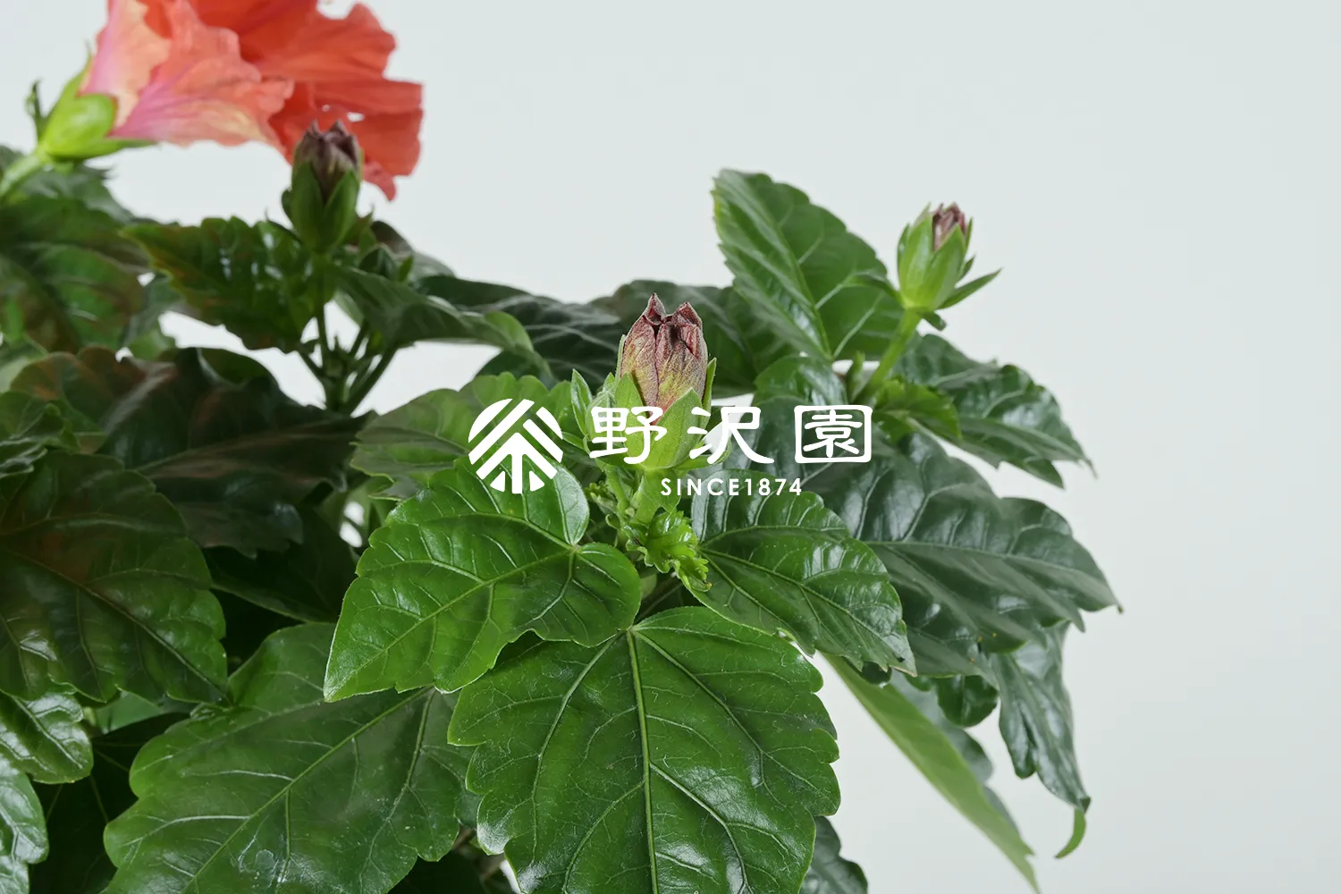 ハイビスカス