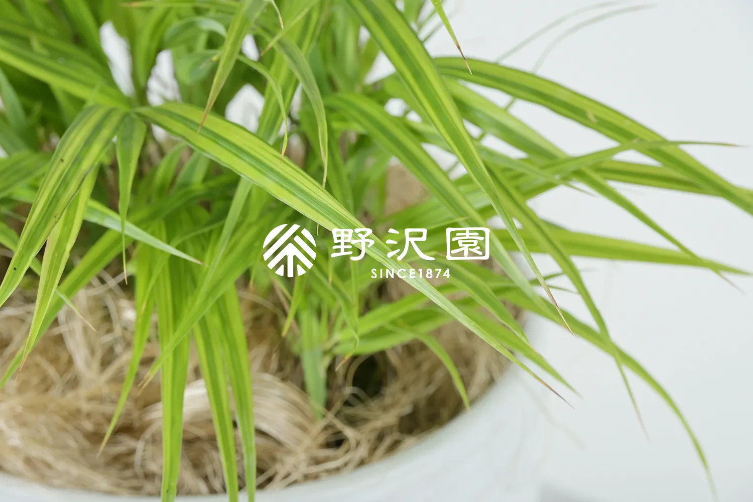フウチソウ