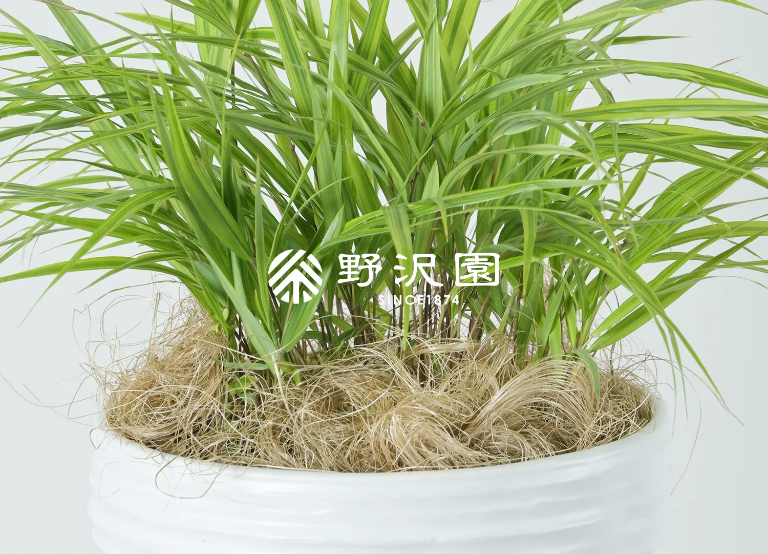 フウチソウ