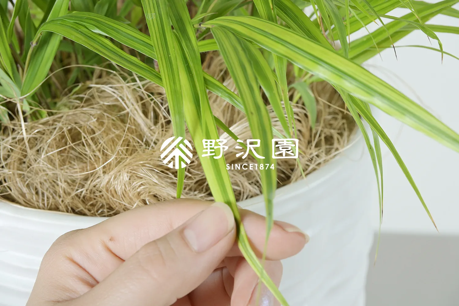 フウチソウ