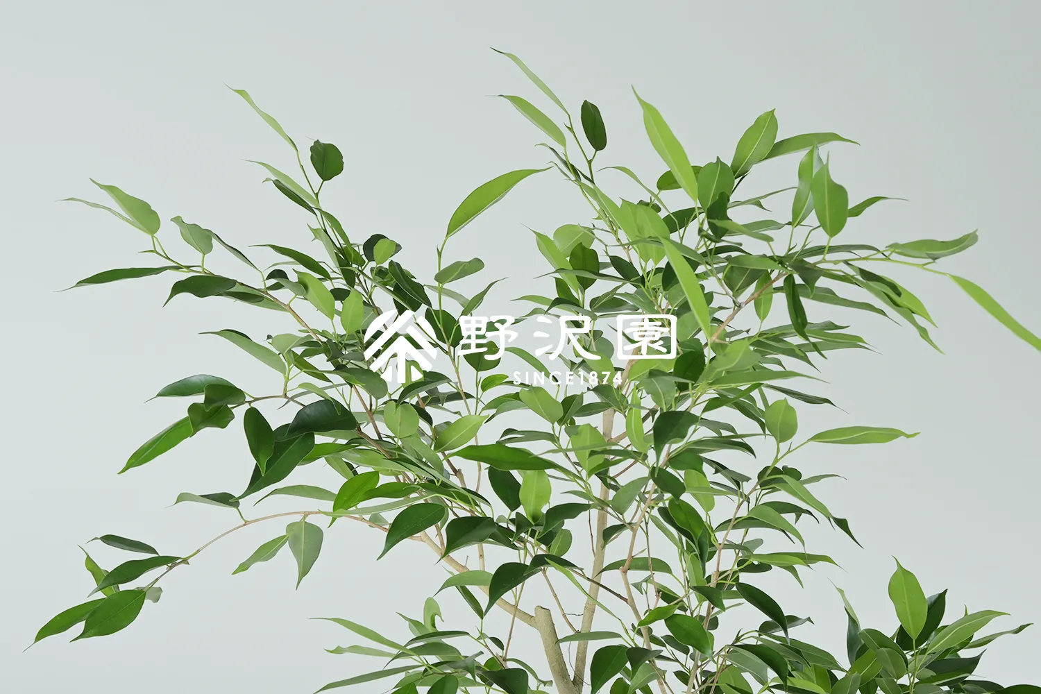 フィカス・ヌダ