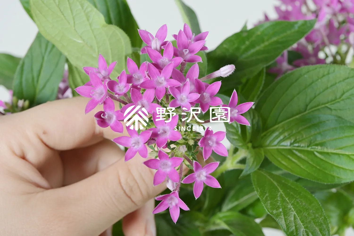 ペンタス