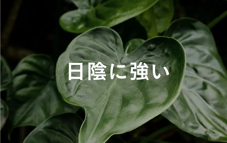shade-tolerant