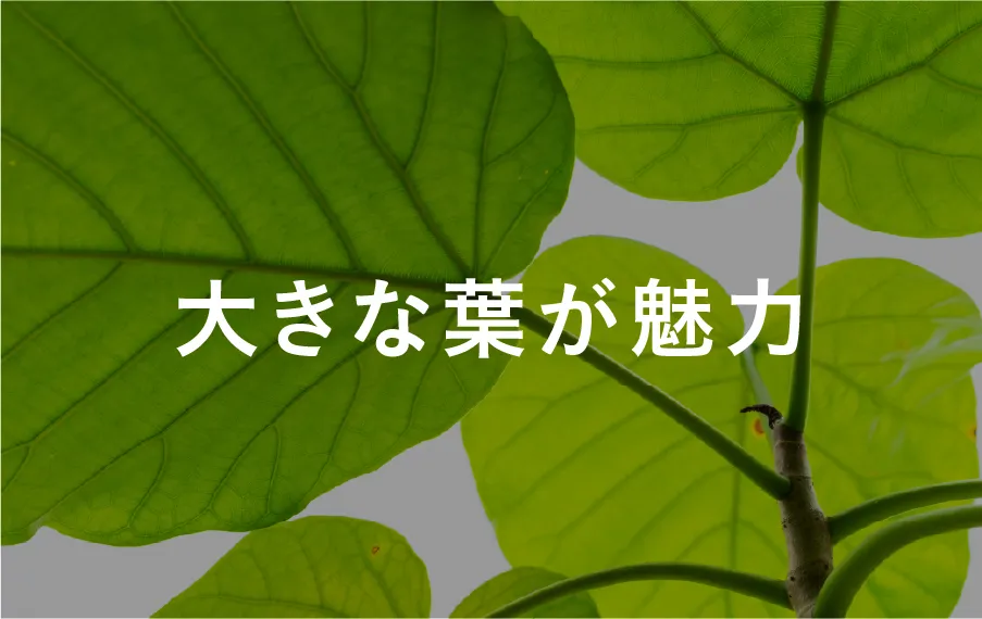 大きな葉が魅力