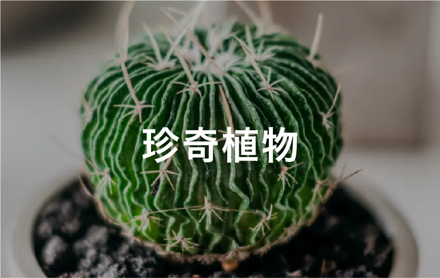 bizarre-plants