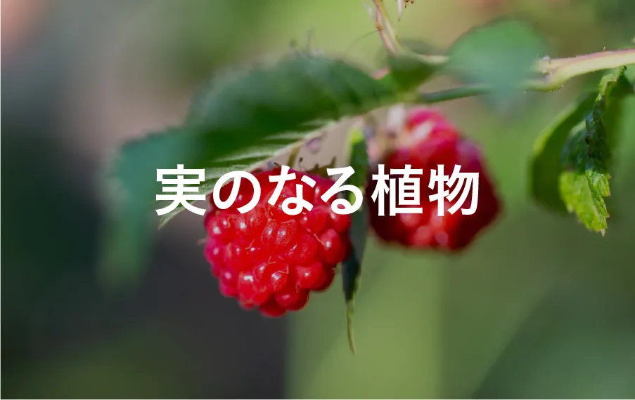 実のなる植物