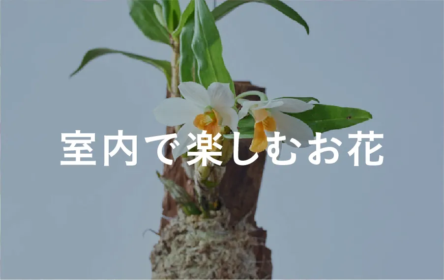 室内で楽しむお花