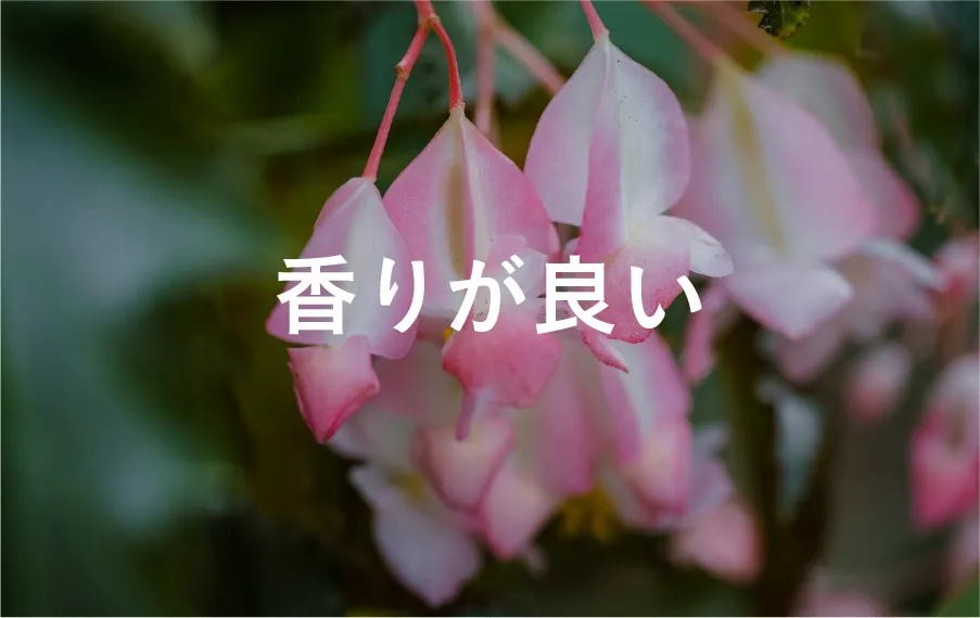 香りが良い