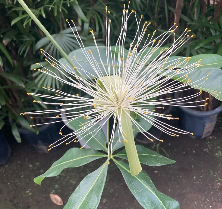 パキラの花 野沢園日記
