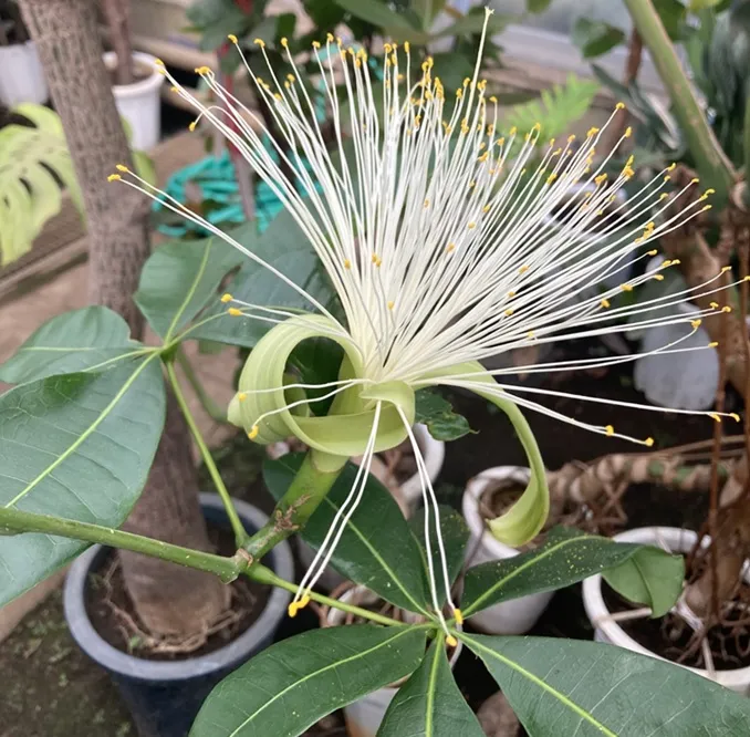 パキラの花　野沢園日記