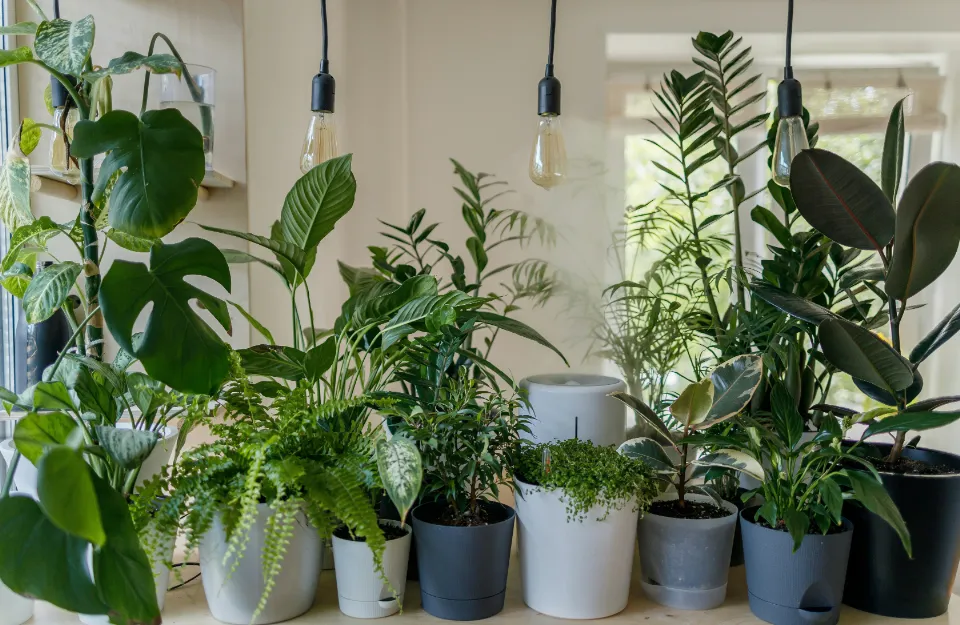 グリーンレンタル記事 オフィスに観葉植物を置くメリット