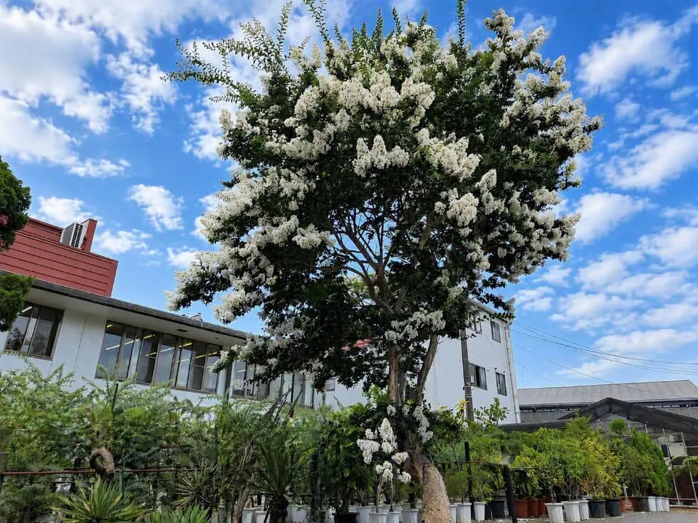 造園社員の植物ノート 野沢園日記
