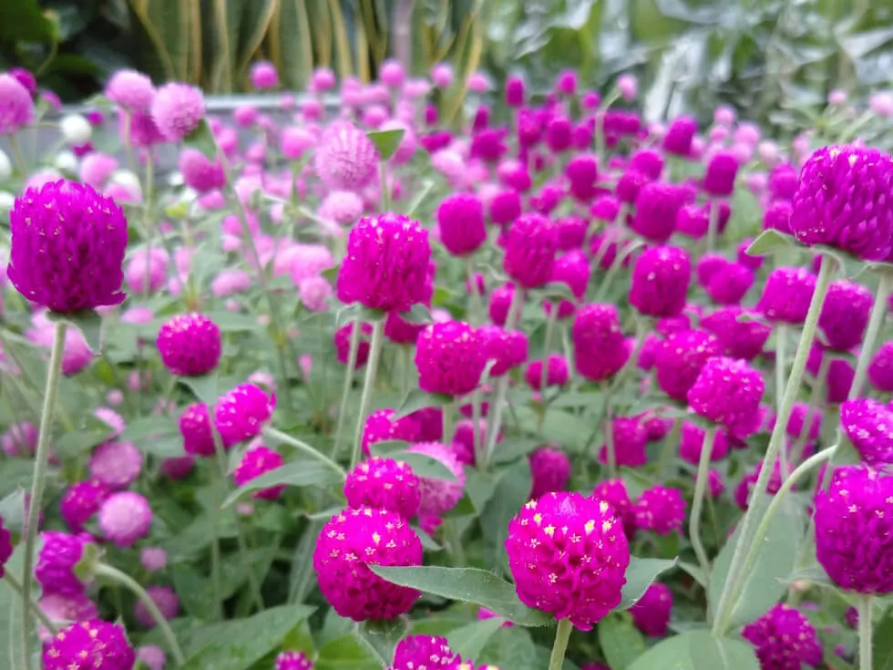千日紅 野沢園日記