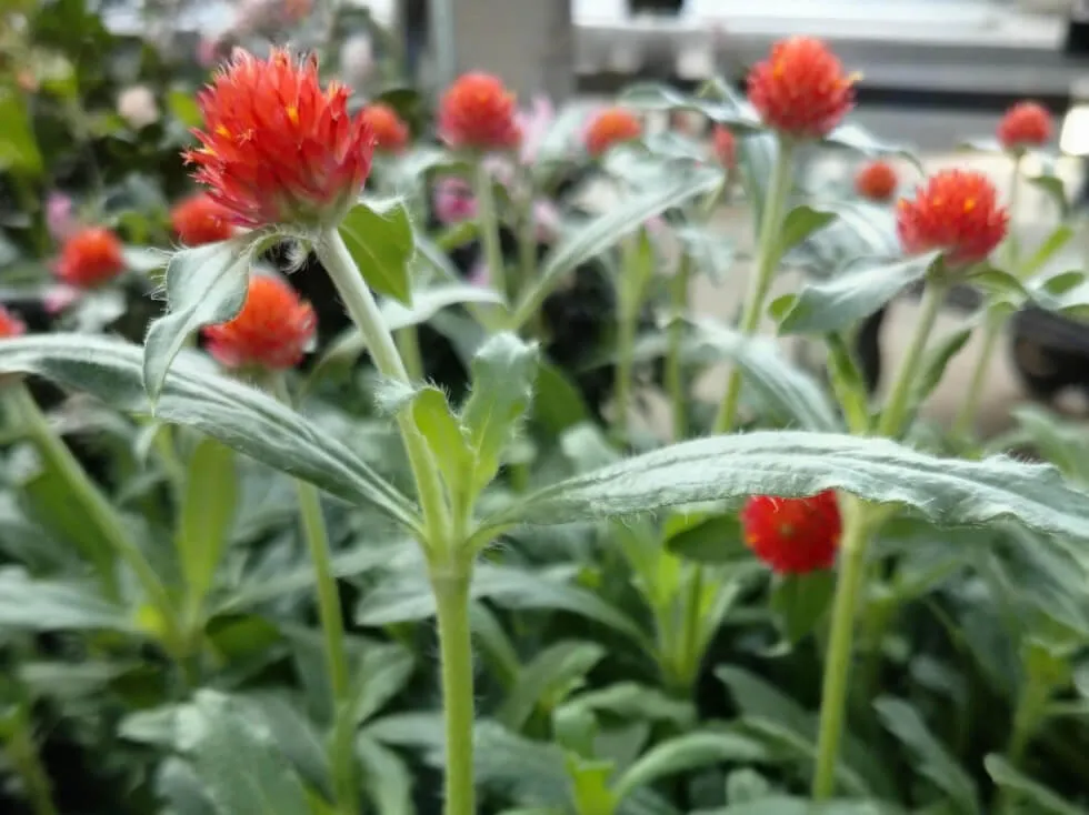 千日紅 野沢園日記