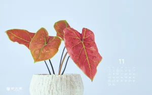 2026年11月 植物カレンダー・壁紙ダウンロード