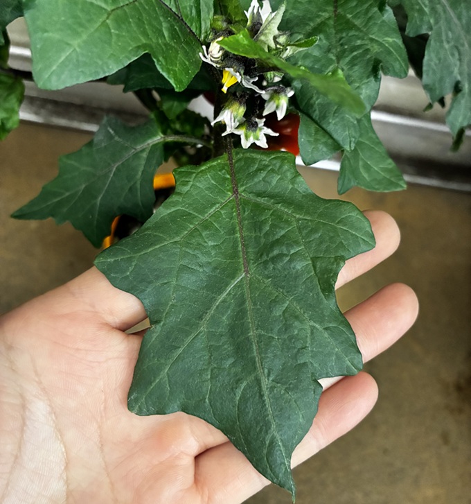 ソラナムパンプキン葉 野沢園日記